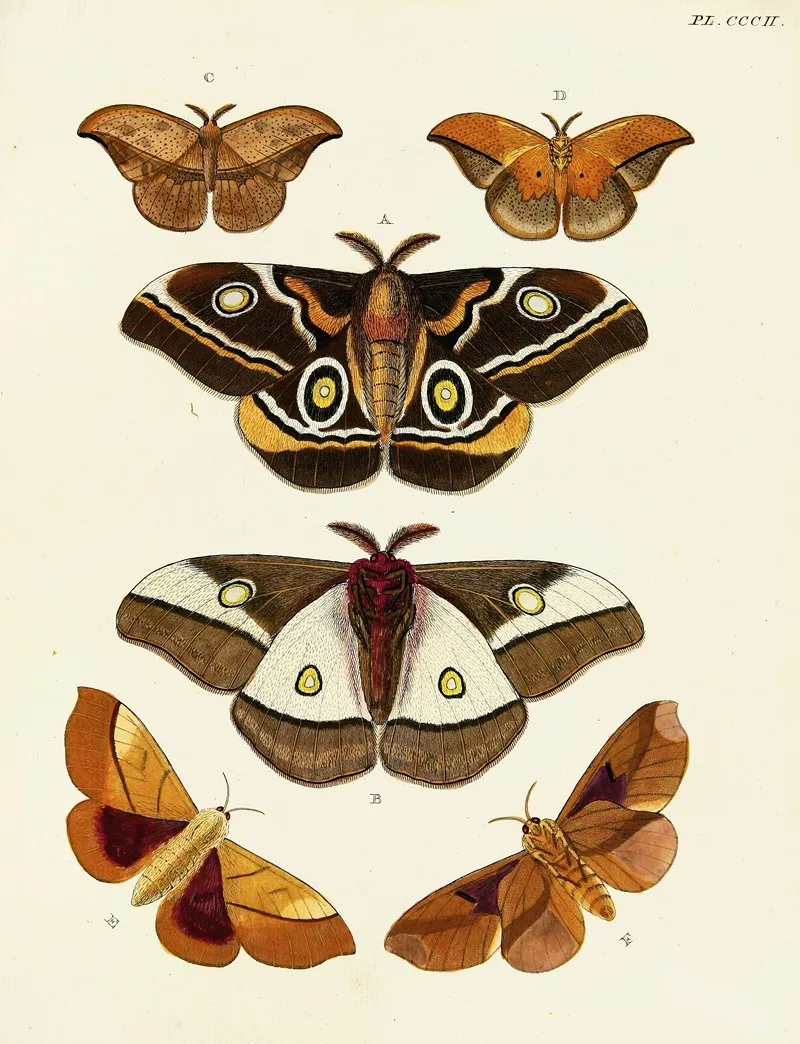Foreign Butterflies Occurring In The Three Continents Asia Africa And America Pl 108 by Pieter Cramer - Canvas Print