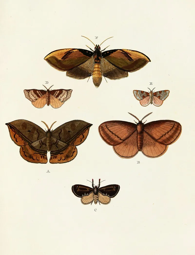 Foreign Butterflies Occurring In The Three Continents Asia Africa And America Pl 111 by Pieter Cramer - Canvas Print