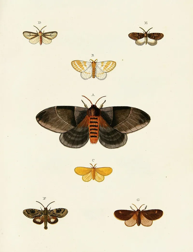 Foreign Butterflies Occurring In The Three Continents Asia Africa And America Pl 113 by Pieter Cramer - Canvas Print