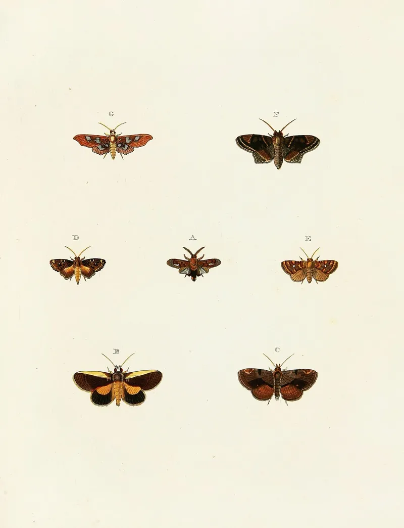 Foreign Butterflies Occurring In The Three Continents Asia Africa And America Pl 118 by Pieter Cramer - Canvas Print