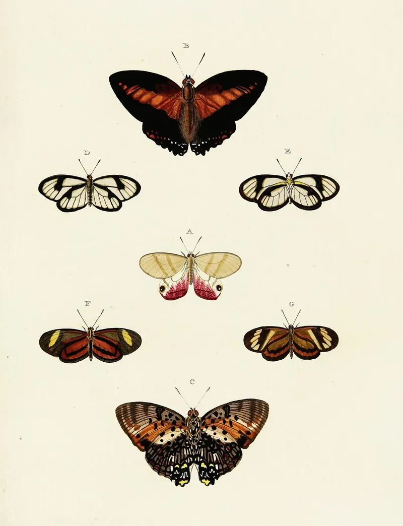 Foreign Butterflies Occurring In The Three Continents Asia Africa And America Pl 121 by Pieter Cramer - Canvas Print