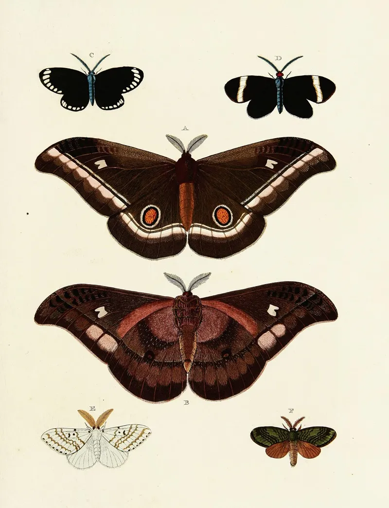 Foreign Butterflies Occurring In The Three Continents Asia Africa And America Pl 128 by Pieter Cramer - Canvas Print