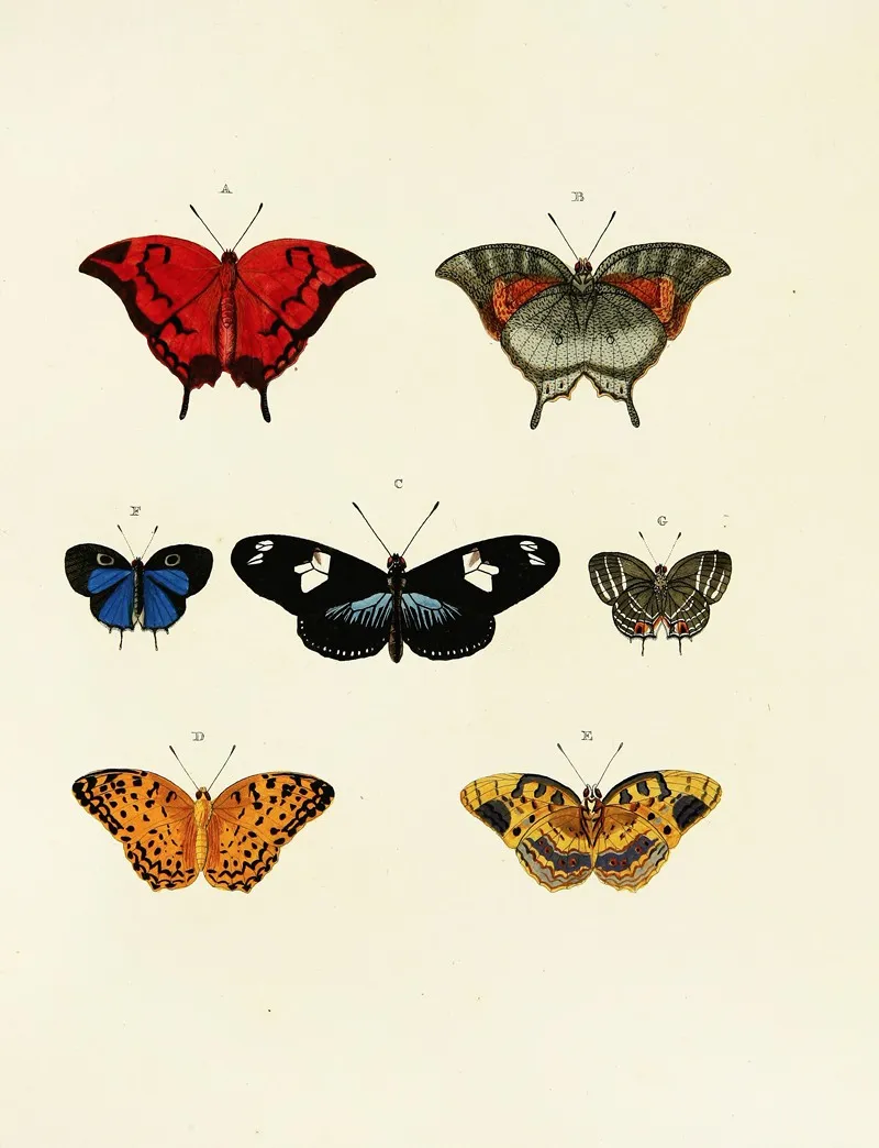 Foreign Butterflies Occurring In The Three Continents Asia Africa And America Pl 143 by Pieter Cramer - Canvas Print