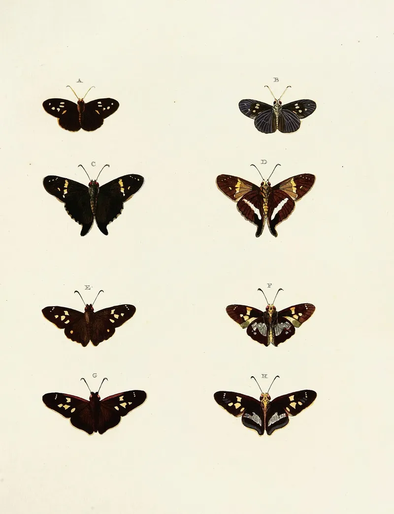 Foreign Butterflies Occurring In The Three Continents Asia Africa And America Pl 148 by Pieter Cramer - Canvas Print