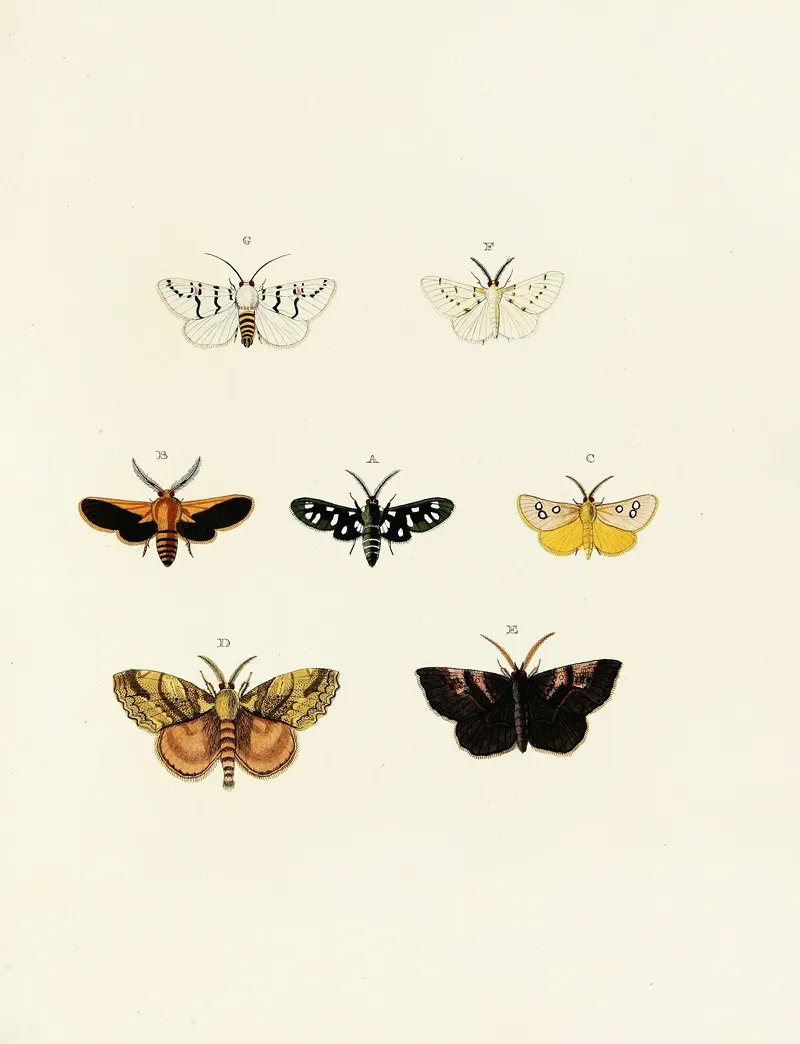 Foreign Butterflies Occurring In The Three Continents Asia Africa And America Pl 152 by Pieter Cramer - Canvas Print
