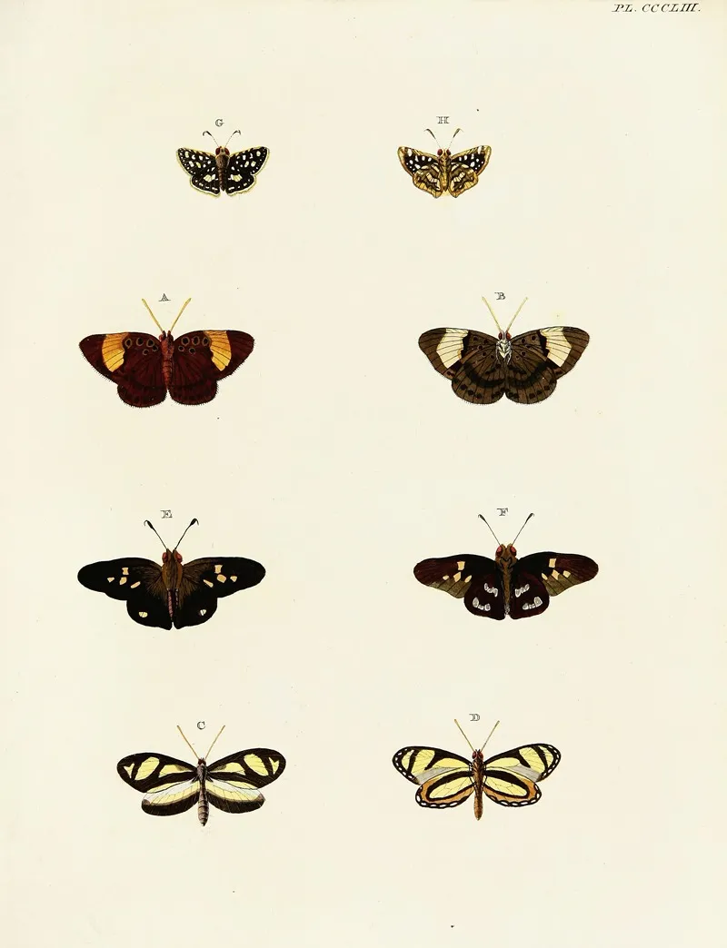Foreign Butterflies Occurring In The Three Continents Asia Africa And America Pl 158 by Pieter Cramer - Canvas Print