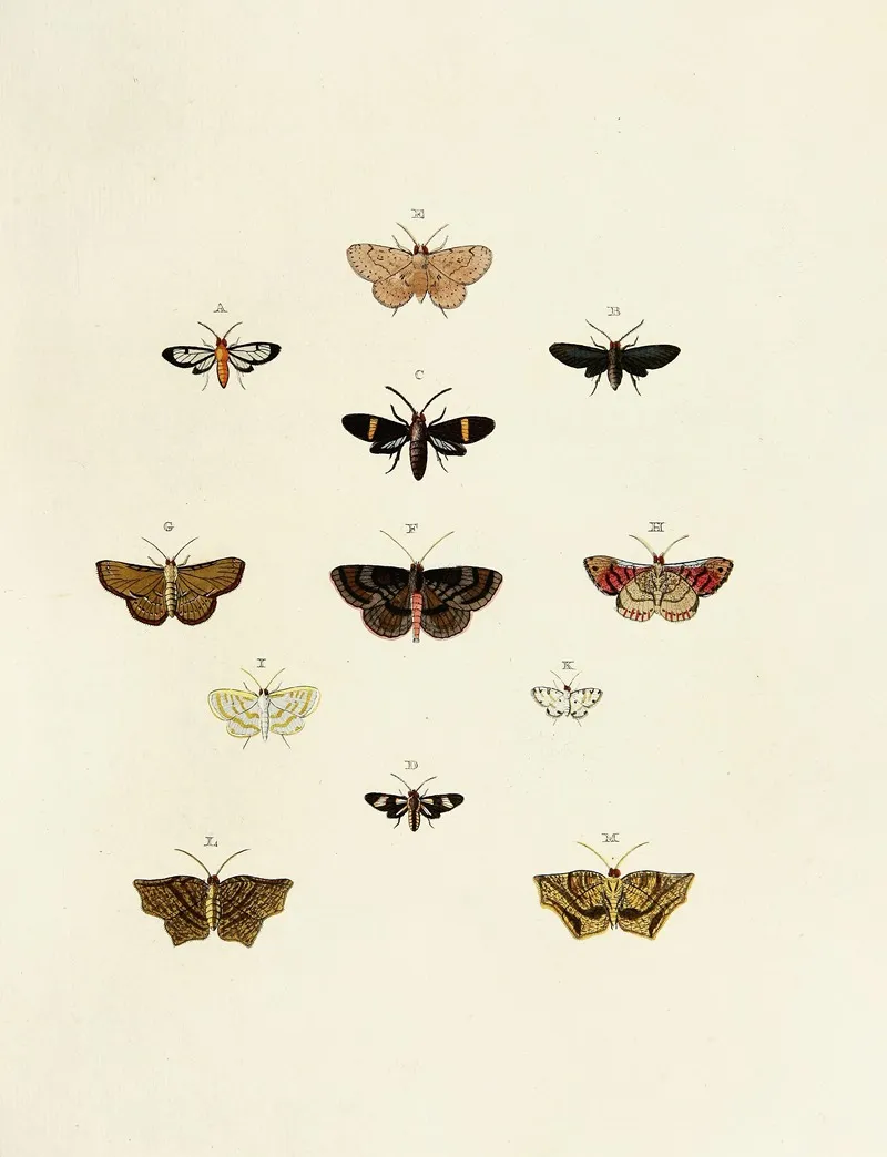 Foreign Butterflies Occurring In The Three Continents Asia Africa And America Pl 162 by Pieter Cramer - Canvas Print