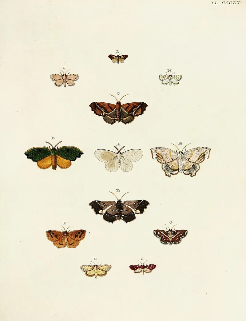 Foreign Butterflies Occurring In The Three Continents Asia Africa And America Pl 165 by Pieter Cramer - Canvas Print