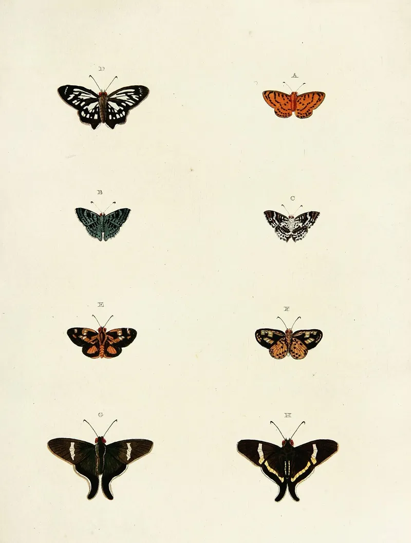Foreign Butterflies Occurring In The Three Continents Asia Africa And America Pl 171 by Pieter Cramer - Canvas Print
