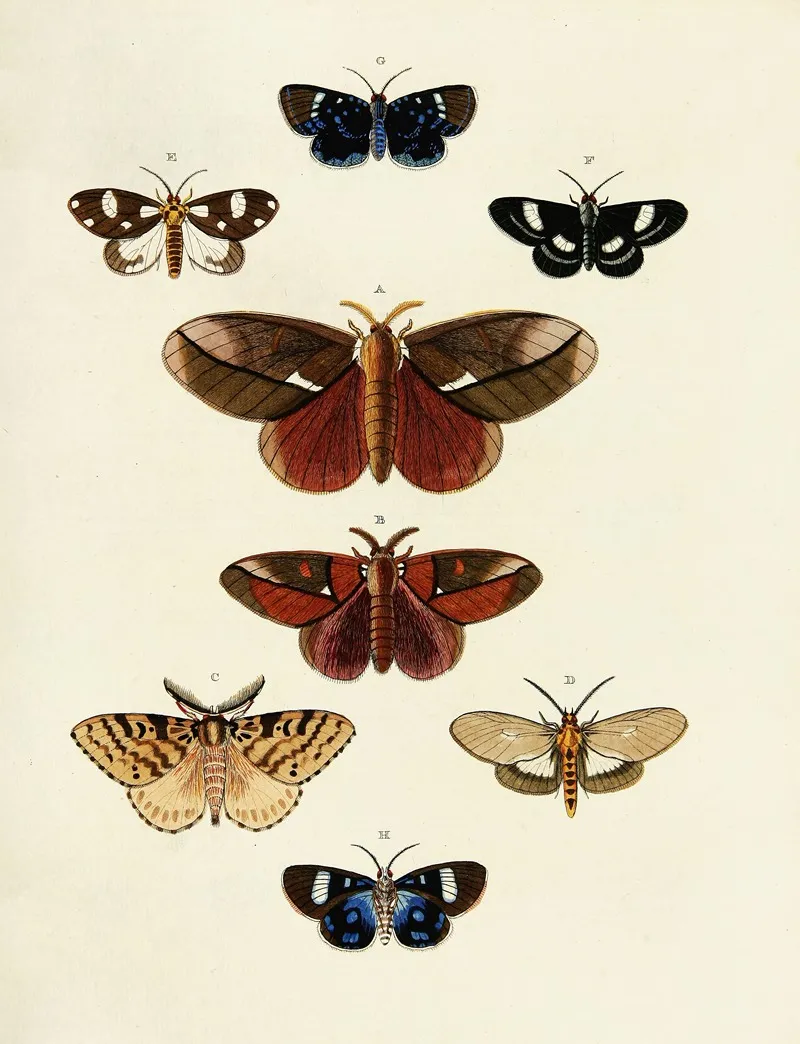 Foreign Butterflies Occurring In The Three Continents Asia Africa And America Pl 174 by Pieter Cramer - Canvas Print