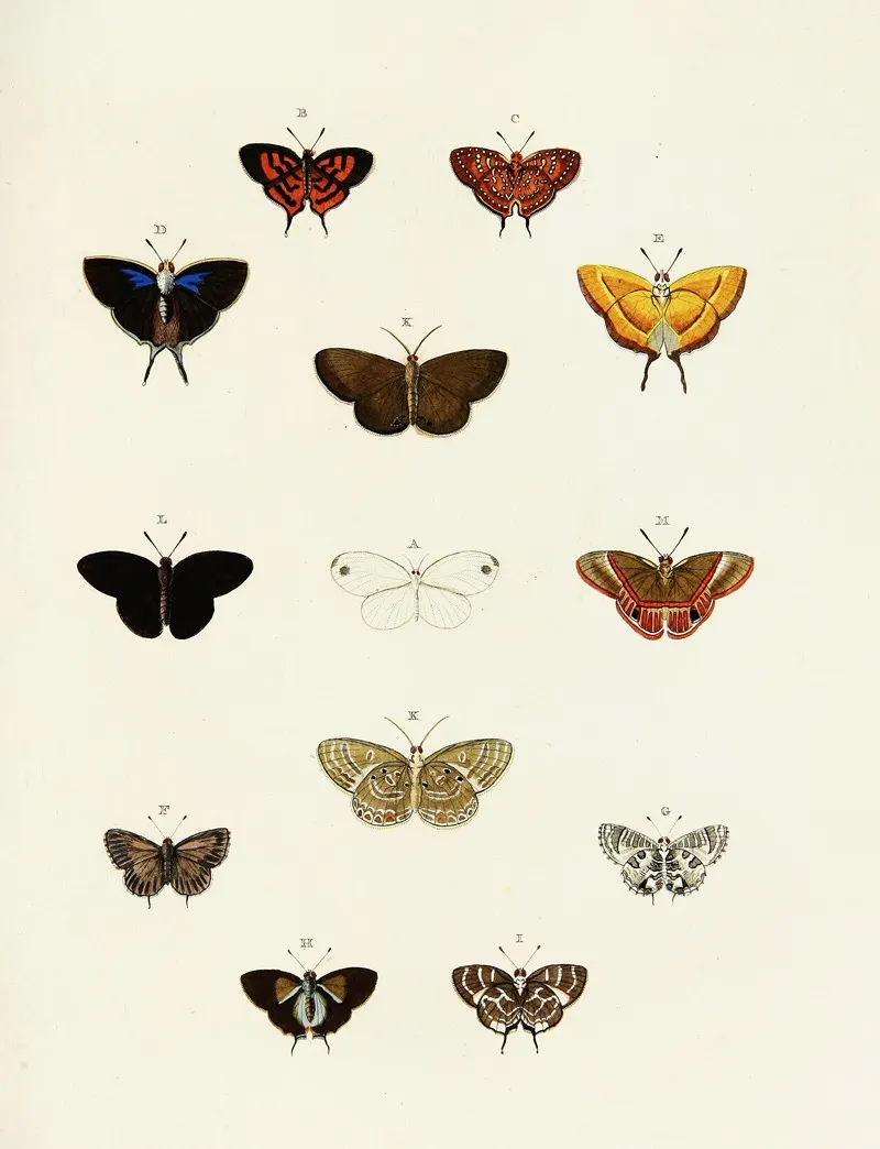 Foreign Butterflies Occurring In The Three Continents Asia Africa And America Pl 184 by Pieter Cramer - Canvas Print
