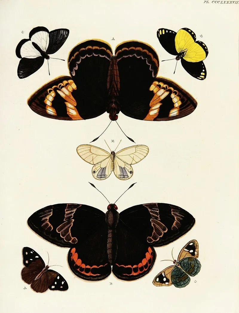 Foreign Butterflies Occurring In The Three Continents Asia Africa And America Pl 192 by Pieter Cramer - Canvas Print