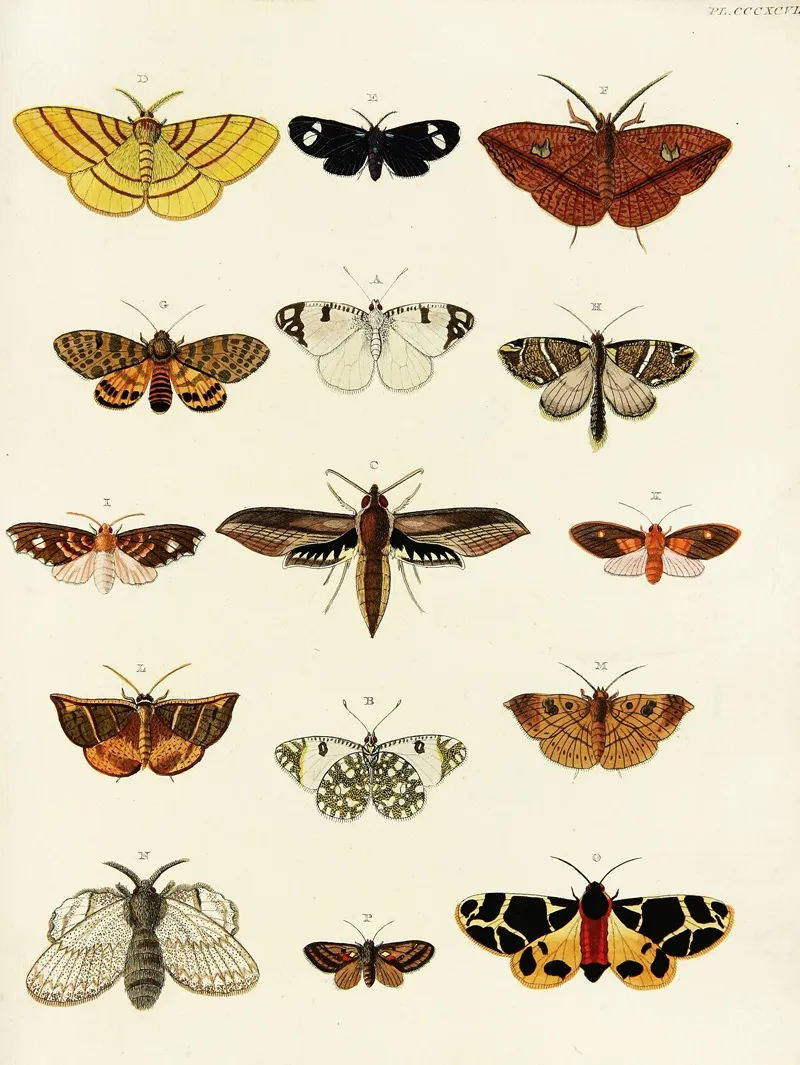 Foreign Butterflies Occurring In The Three Continents Asia Africa And America Pl 202 by Pieter Cramer - Canvas Print