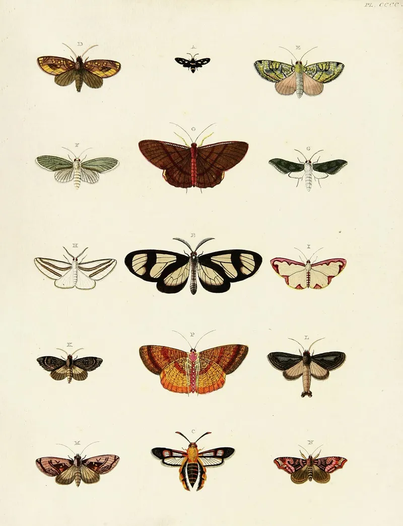 Foreign Butterflies Occurring In The Three Continents Asia Africa And America Pl 205 by Pieter Cramer - Canvas Print