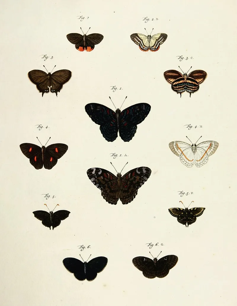 Foreign Butterflies Occurring In The Three Continents Asia Africa And America Pl 210 by Pieter Cramer - Canvas Print