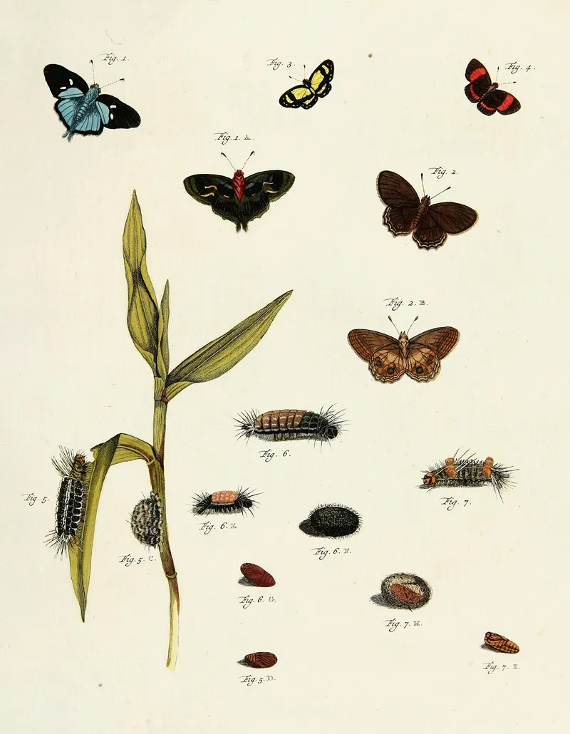 Foreign Butterflies Occurring In The Three Continents Asia Africa And America Pl 218 by Pieter Cramer - Canvas Print