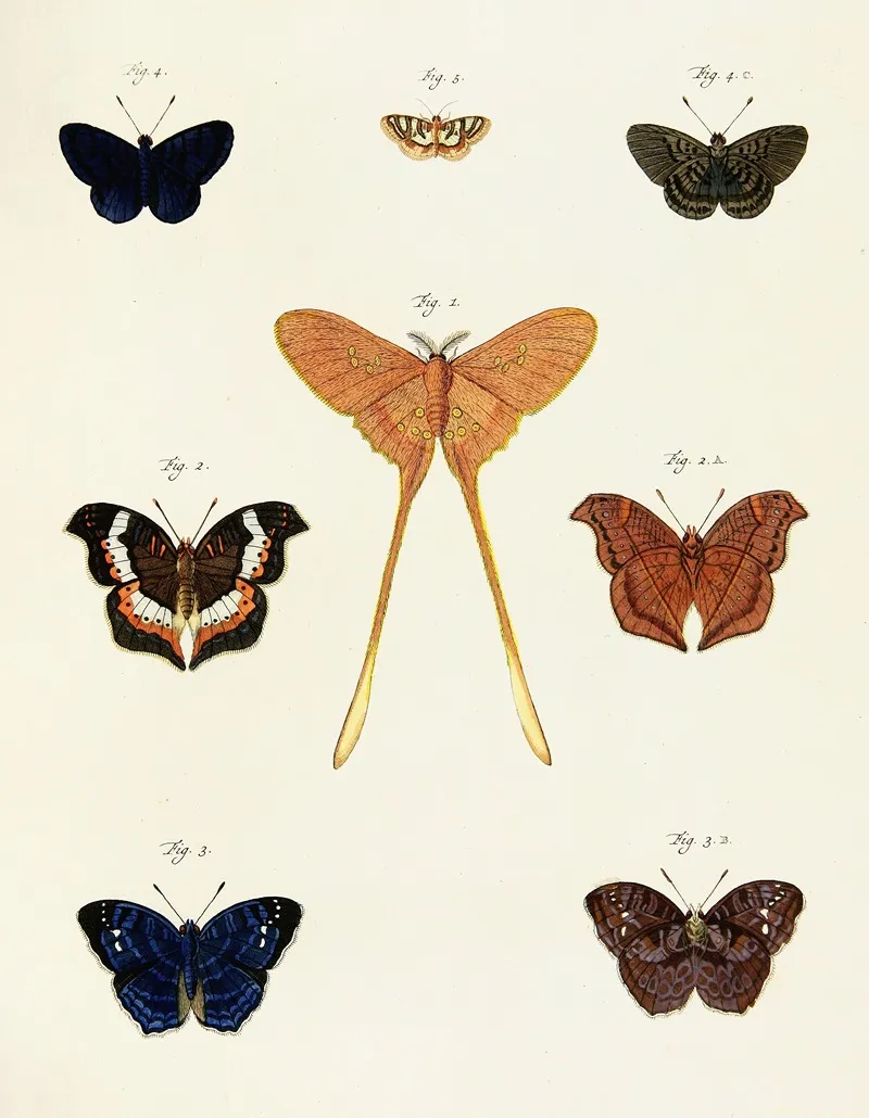 Foreign Butterflies Occurring In The Three Continents Asia Africa And America Pl 232 by Pieter Cramer - Canvas Print