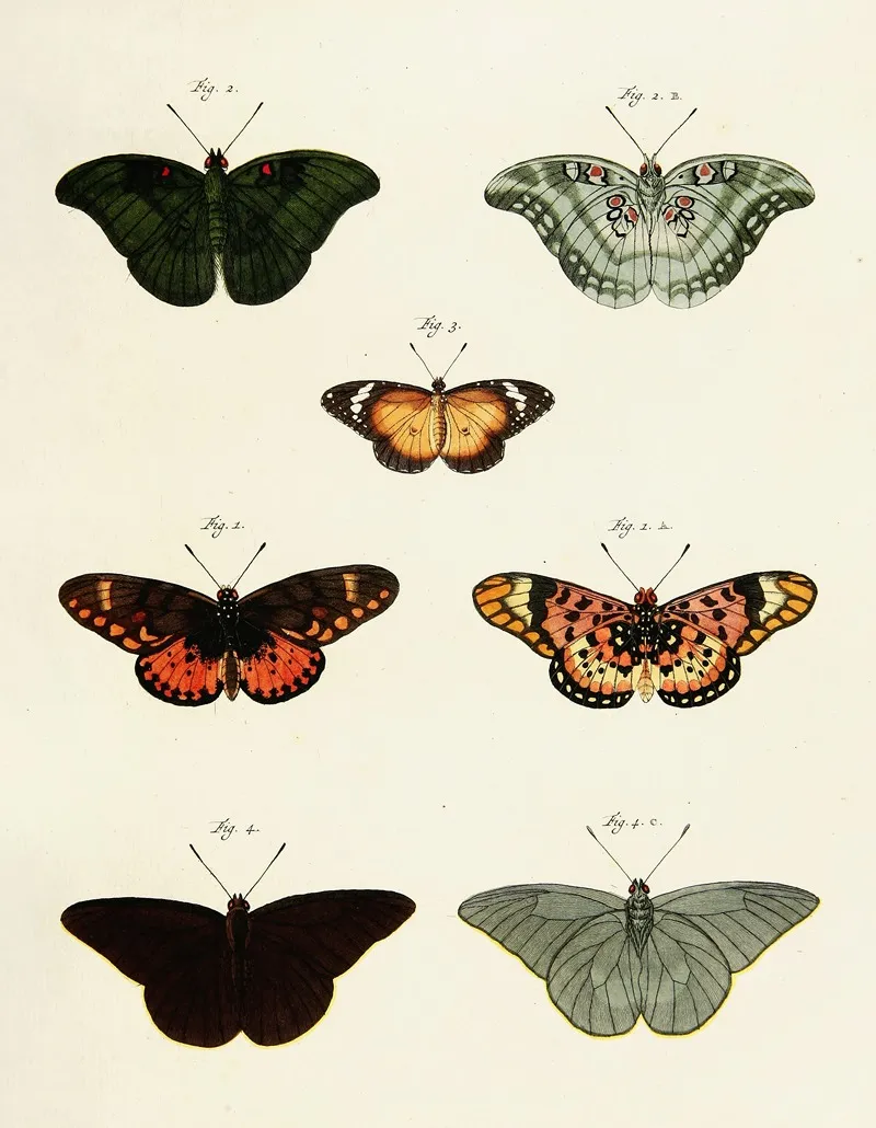 Foreign Butterflies Occurring In The Three Continents Asia Africa And America Pl 233 by Pieter Cramer - Canvas Print