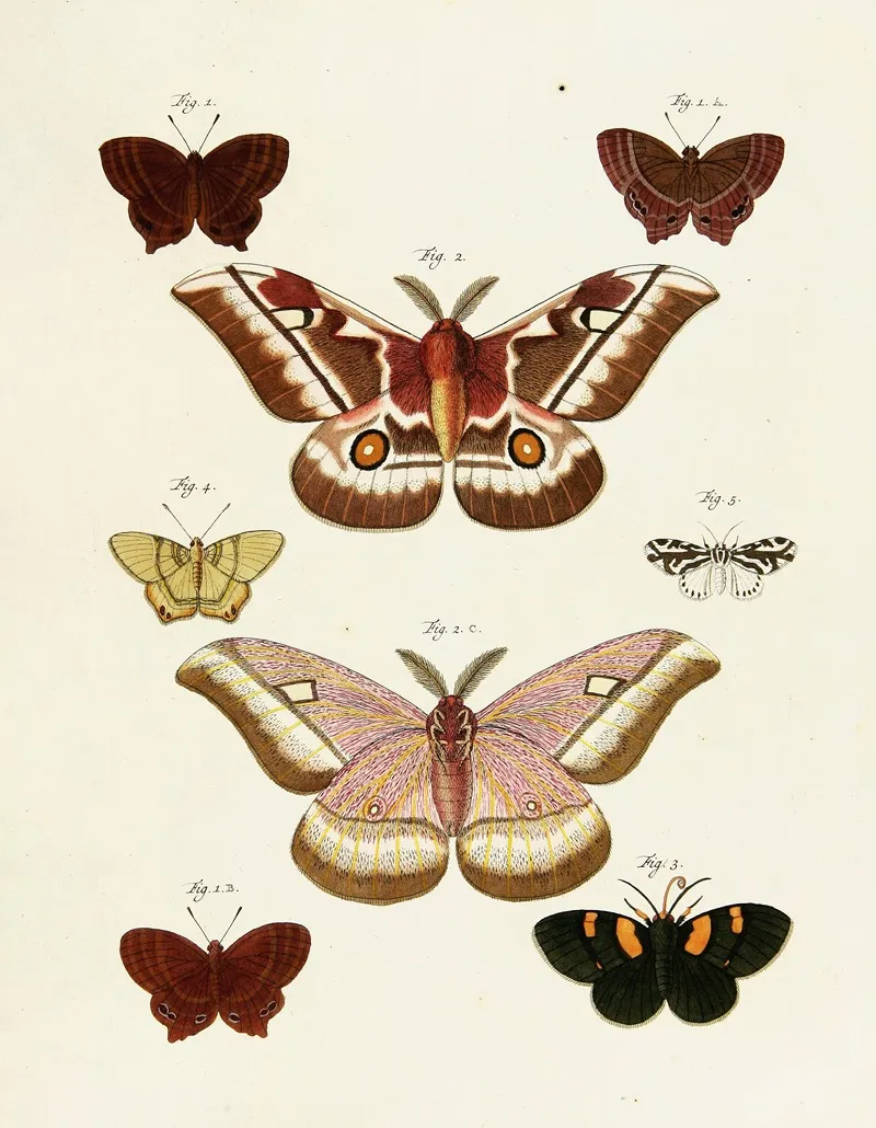 Foreign Butterflies Occurring In The Three Continents Asia Africa And America Pl 236 by Pieter Cramer - Canvas Print