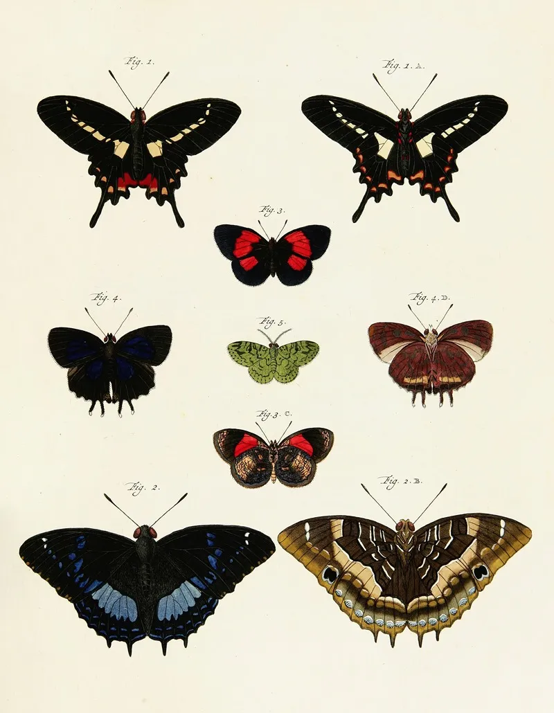 Foreign Butterflies Occurring In The Three Continents Asia Africa And America Pl 237 by Pieter Cramer - Canvas Print