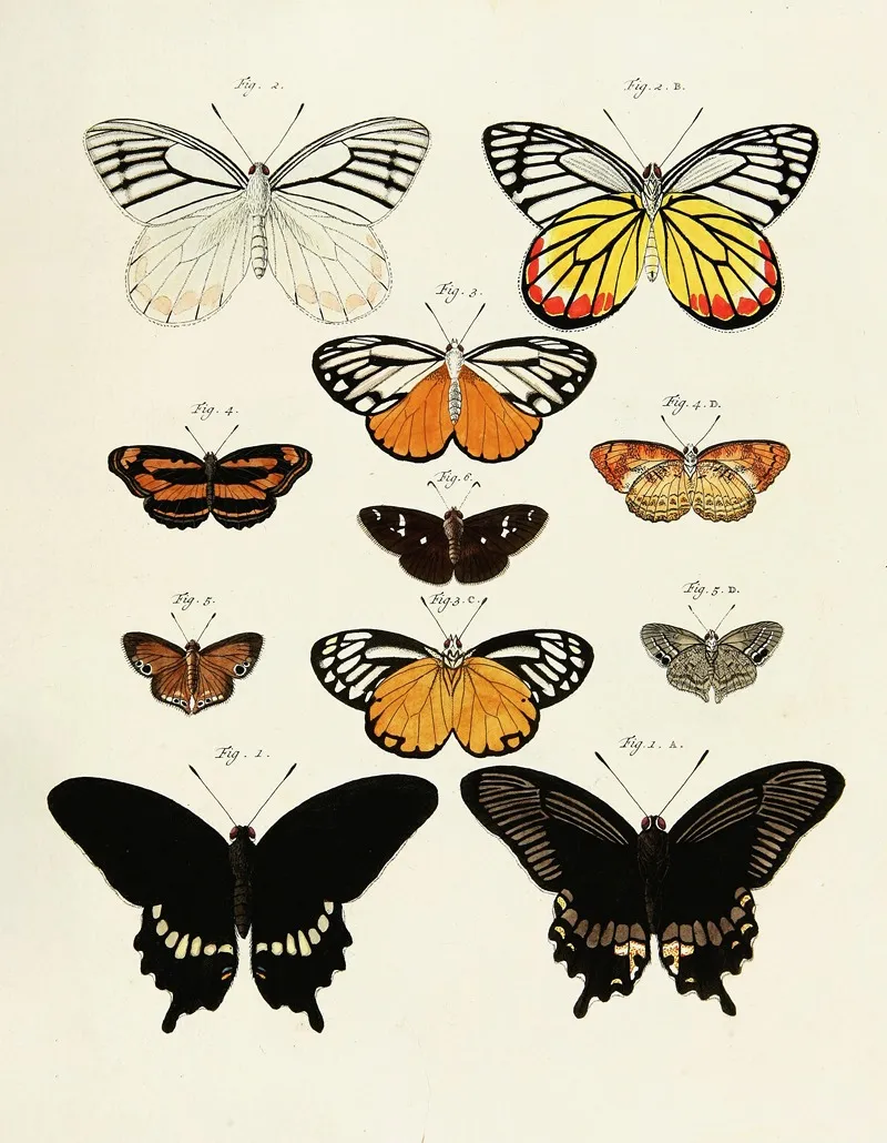 Foreign Butterflies Occurring In The Three Continents Asia Africa And America Pl 238 by Pieter Cramer - Canvas Print