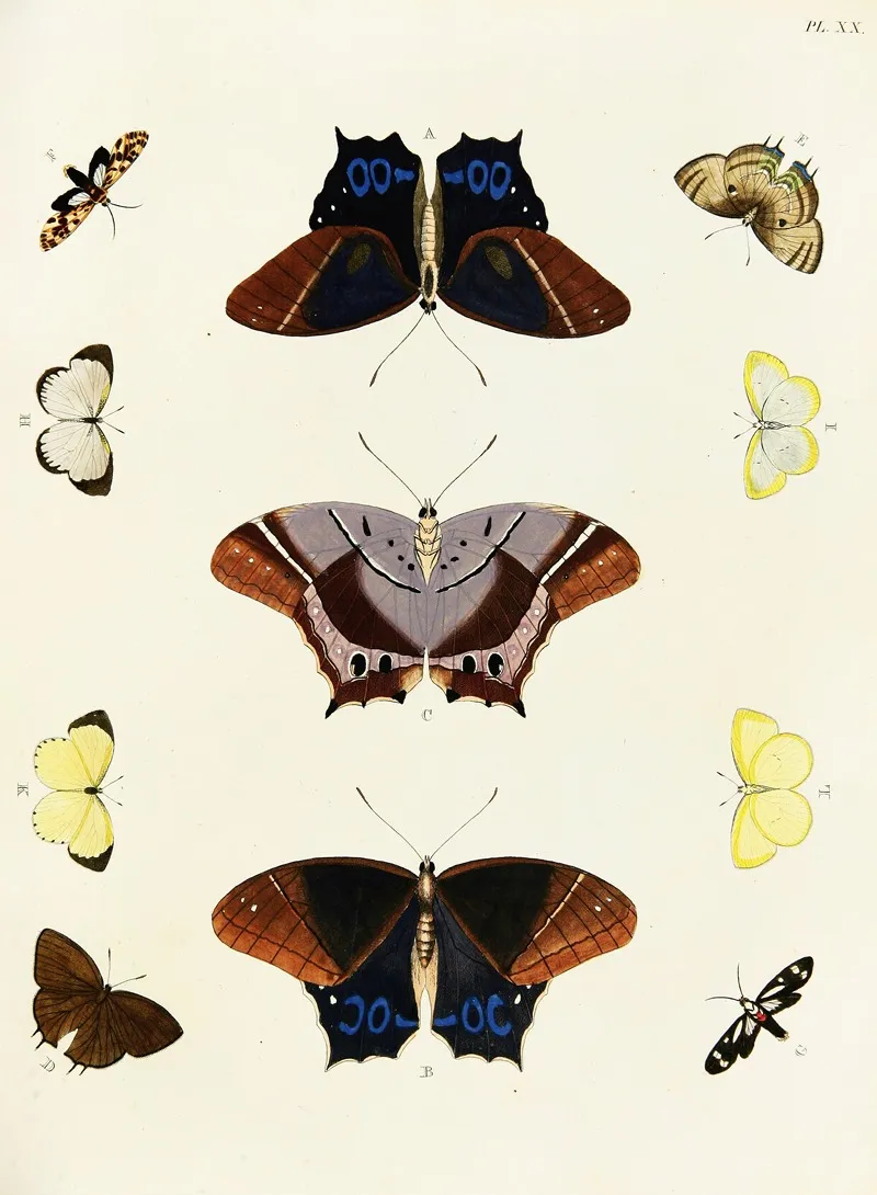 Foreign Butterflies Occurring In The Three Continents Asia Africa And America Pl 267 by Pieter Cramer - Canvas Print
