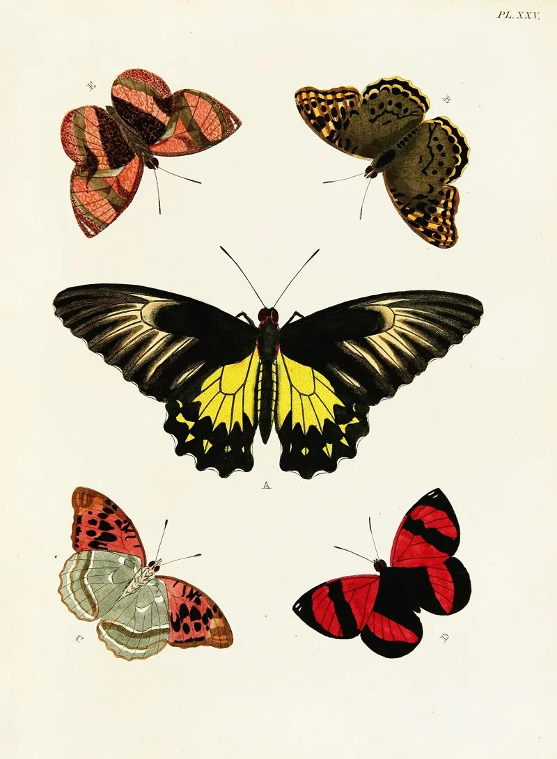 Foreign Butterflies Occurring In The Three Continents Asia Africa And America Pl 272 by Pieter Cramer - Canvas Print