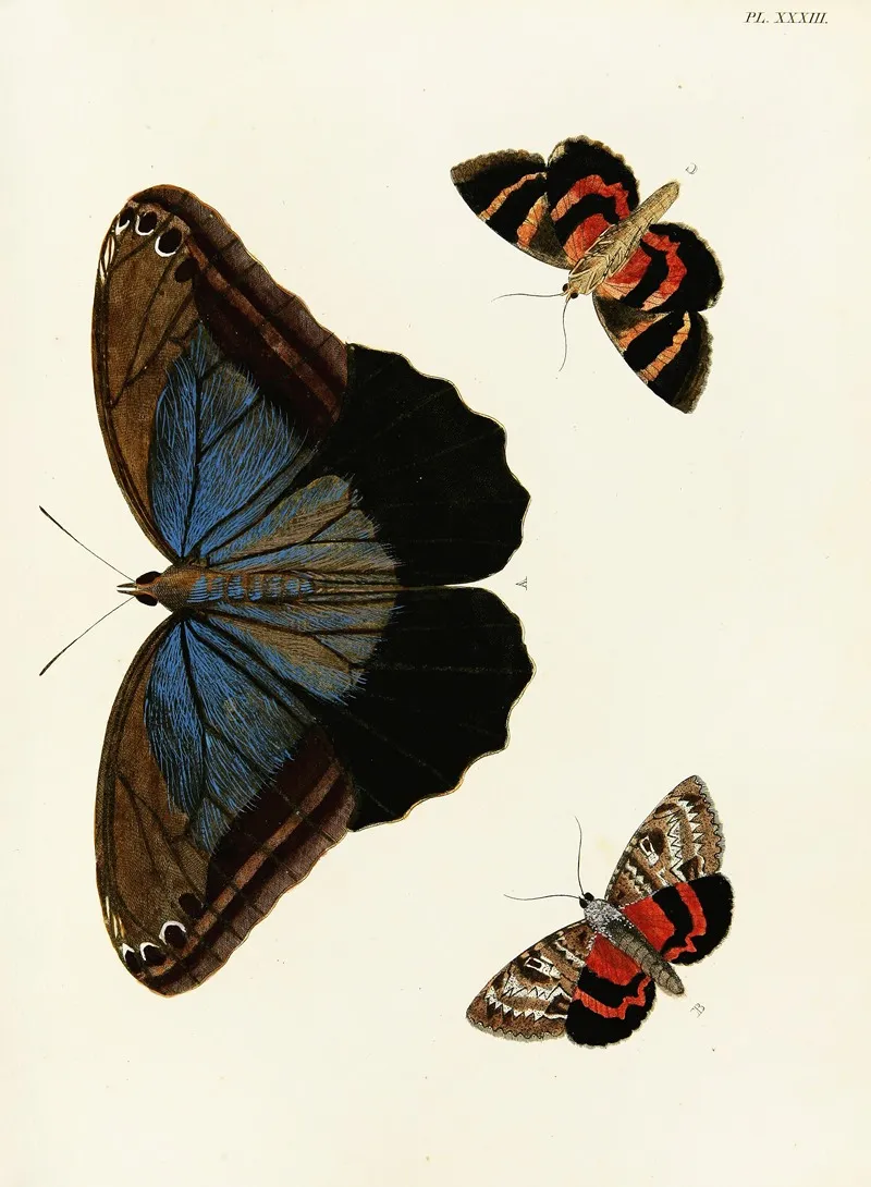 Foreign Butterflies Occurring In The Three Continents Asia Africa And America Pl 280 by Pieter Cramer - Canvas Print
