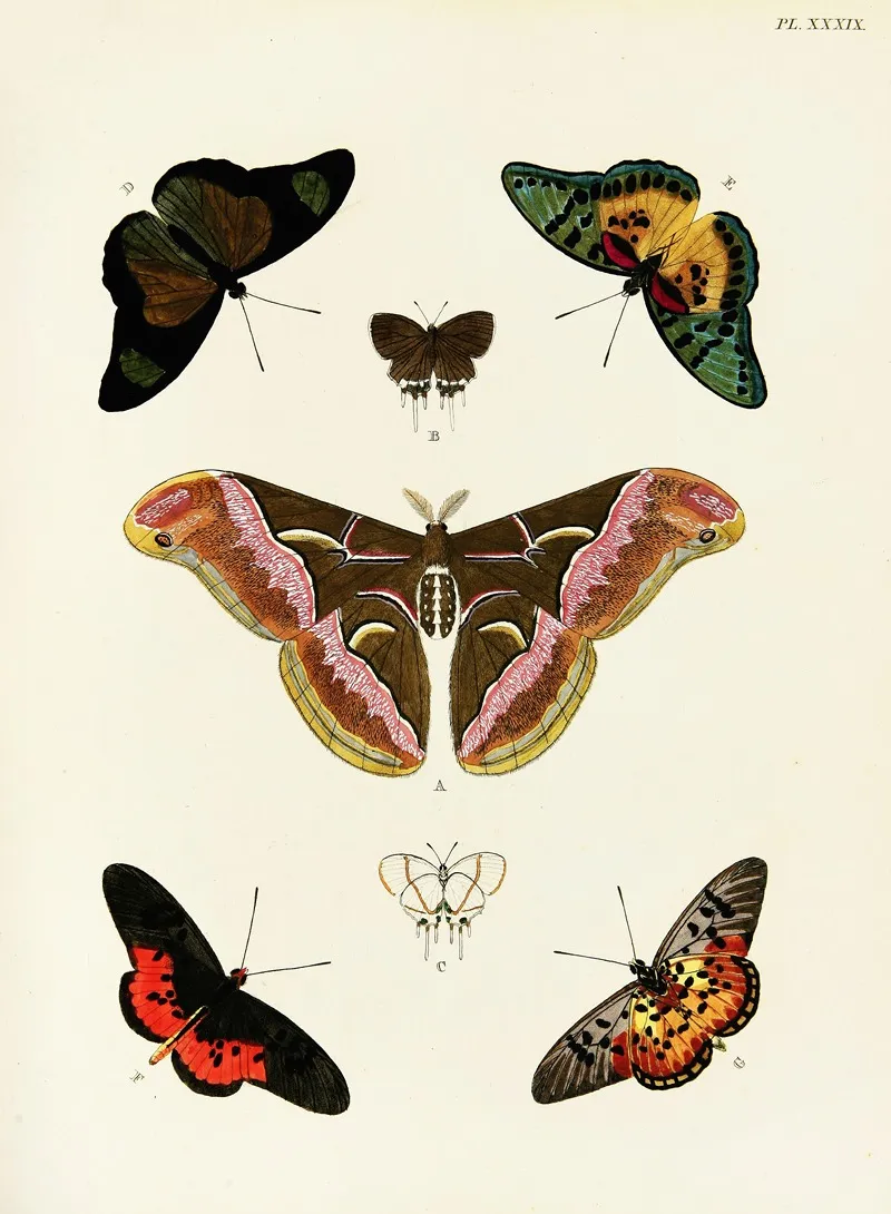 Foreign Butterflies Occurring In The Three Continents Asia Africa And America Pl 286 by Pieter Cramer - Canvas Print