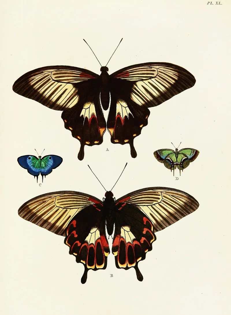 Foreign Butterflies Occurring In The Three Continents Asia Africa And America Pl 287 by Pieter Cramer - Canvas Print
