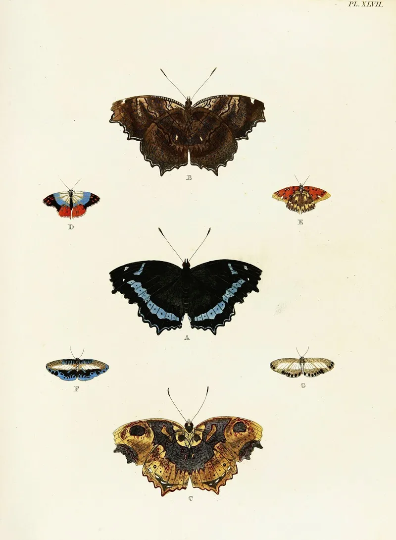 Foreign Butterflies Occurring In The Three Continents Asia Africa And America Pl 294 by Pieter Cramer - Canvas Print