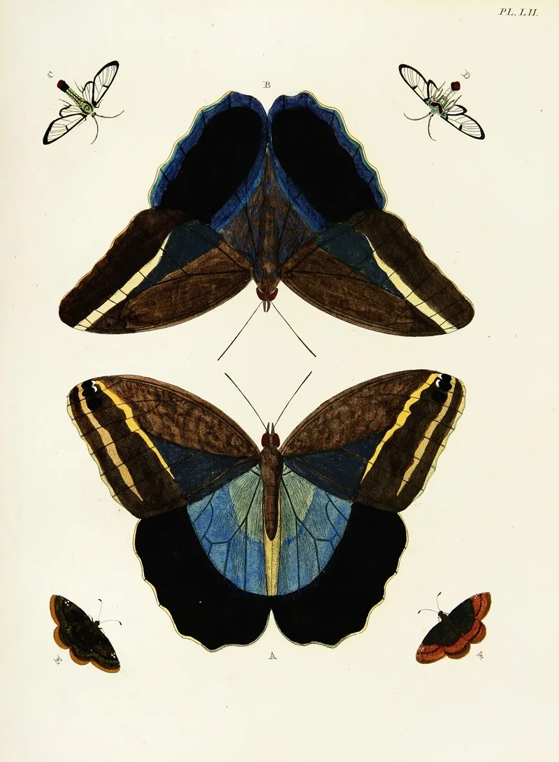 Foreign Butterflies Occurring In The Three Continents Asia Africa And America Pl 299 by Pieter Cramer - Canvas Print