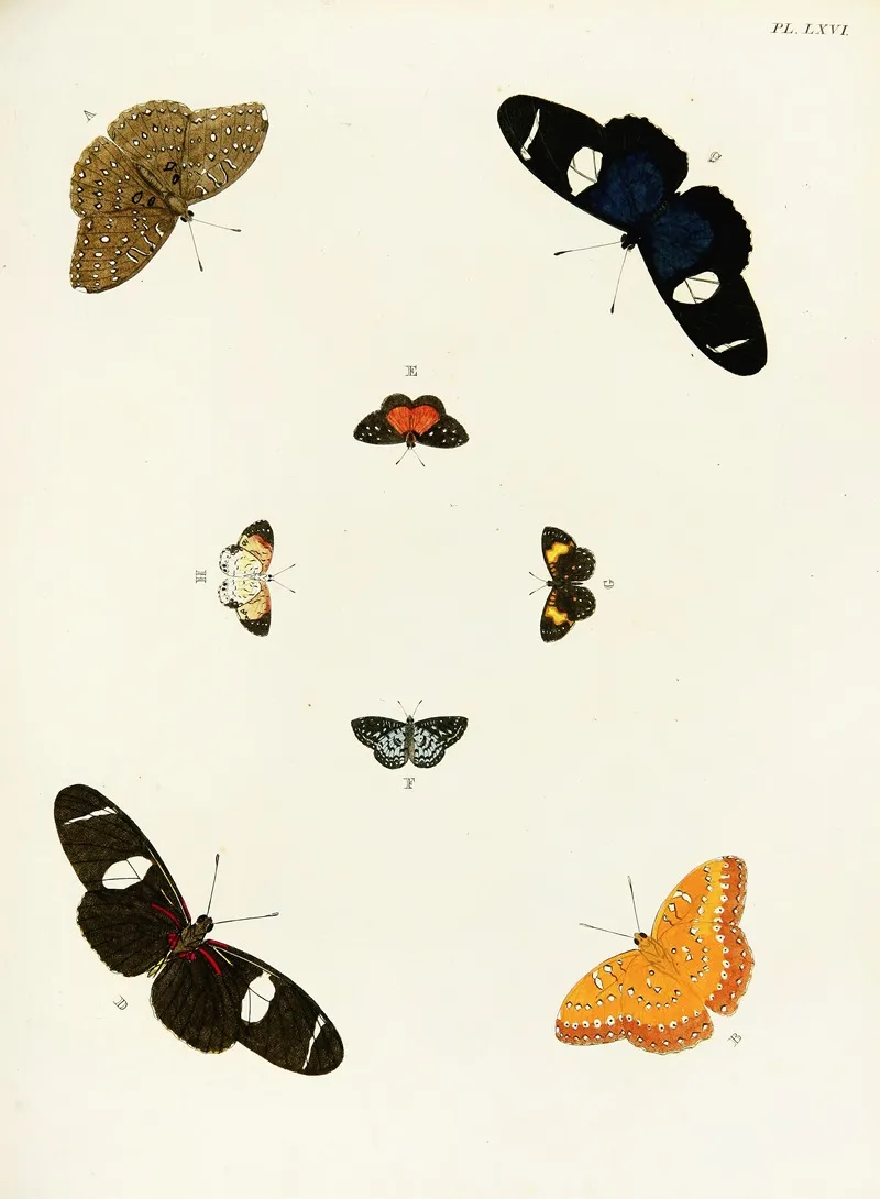 Foreign Butterflies Occurring In The Three Continents Asia Africa And America Pl 313 by Pieter Cramer - Canvas Print