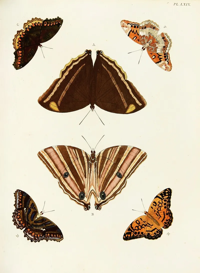 Foreign Butterflies Occurring In The Three Continents Asia Africa And America Pl 316 by Pieter Cramer - Canvas Print