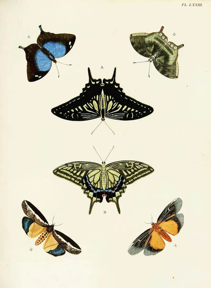 Foreign Butterflies Occurring In The Three Continents Asia Africa And America Pl 320 by Pieter Cramer - Canvas Print