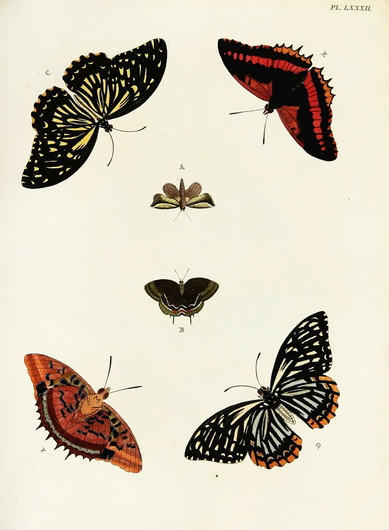 Foreign Butterflies Occurring In The Three Continents Asia Africa And America Pl 329 by Pieter Cramer - Canvas Print