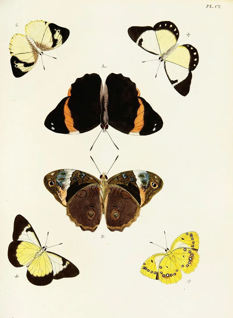 Foreign Butterflies Occurring In The Three Continents Asia Africa And America Pl 352 by Pieter Cramer - Canvas Print