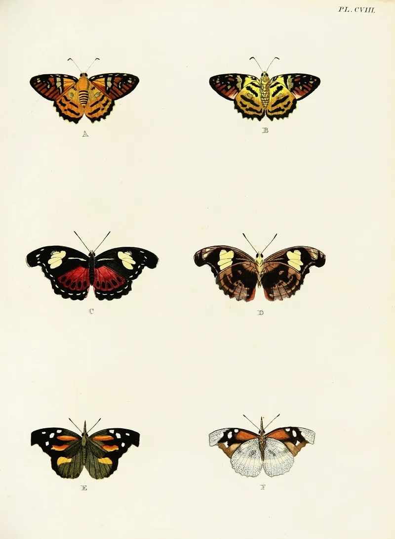 Foreign Butterflies Occurring In The Three Continents Asia Africa And America Pl 355 by Pieter Cramer - Canvas Print