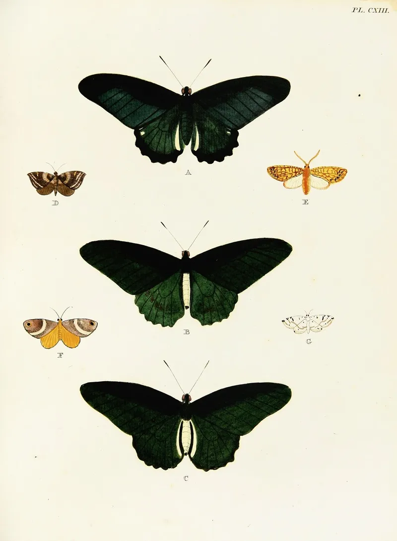 Foreign Butterflies Occurring In The Three Continents Asia Africa And America Pl 360 by Pieter Cramer - Canvas Print