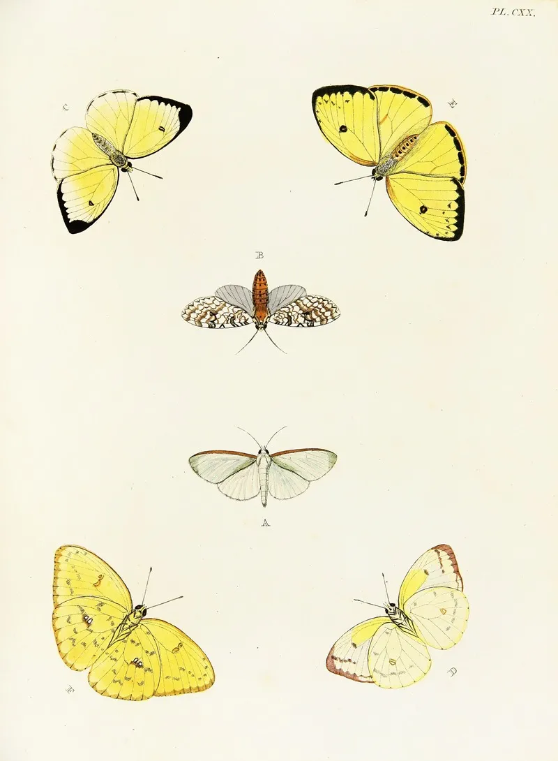 Foreign Butterflies Occurring In The Three Continents Asia Africa And America Pl 367 by Pieter Cramer - Canvas Print