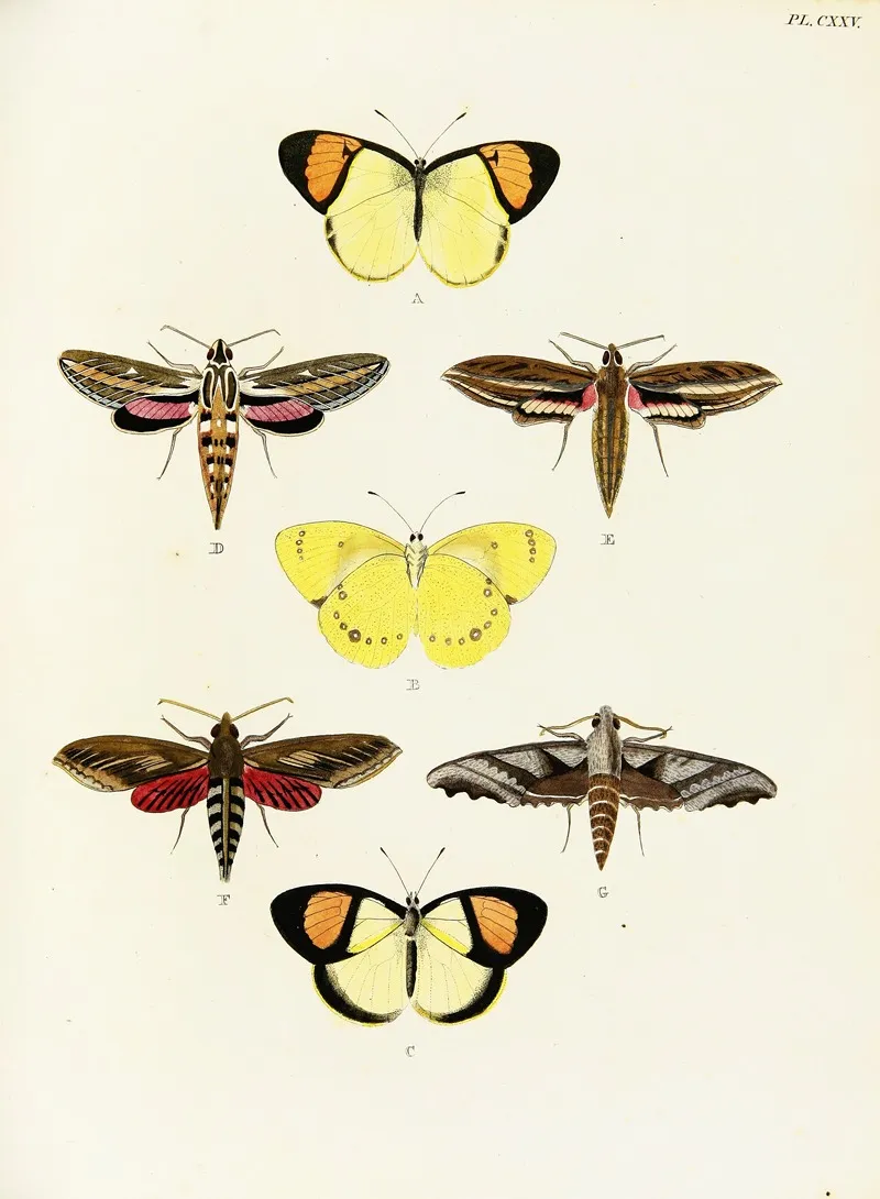 Foreign Butterflies Occurring In The Three Continents Asia Africa And America Pl 372 by Pieter Cramer - Canvas Print