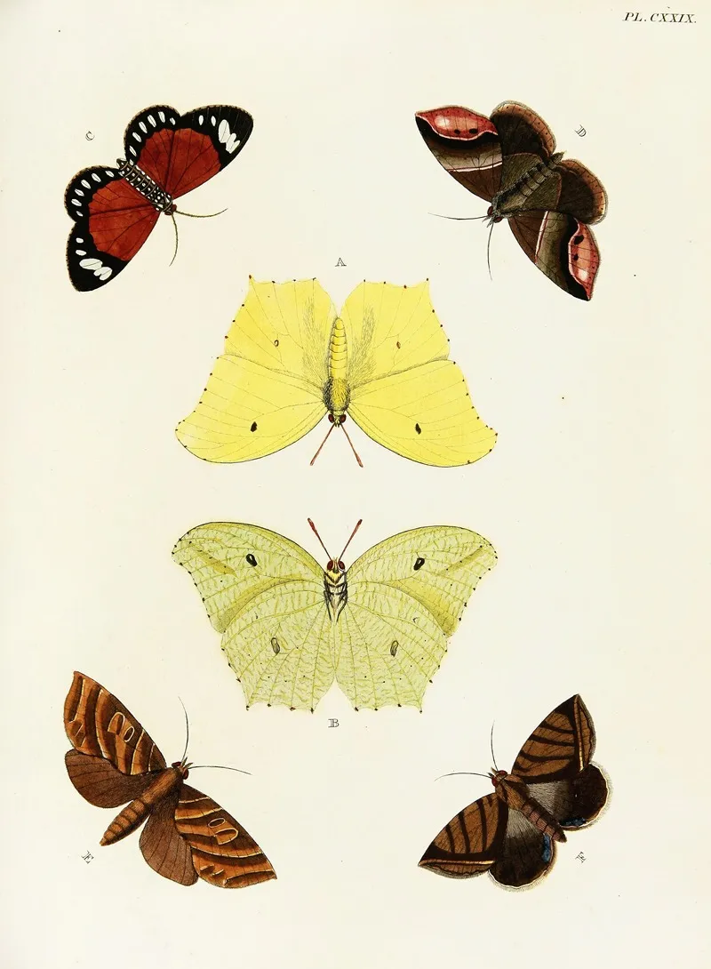 Foreign Butterflies Occurring In The Three Continents Asia Africa And America Pl 376 by Pieter Cramer - Canvas Print
