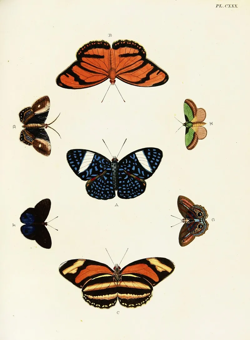 Foreign Butterflies Occurring In The Three Continents Asia Africa And America Pl 377 by Pieter Cramer - Canvas Print