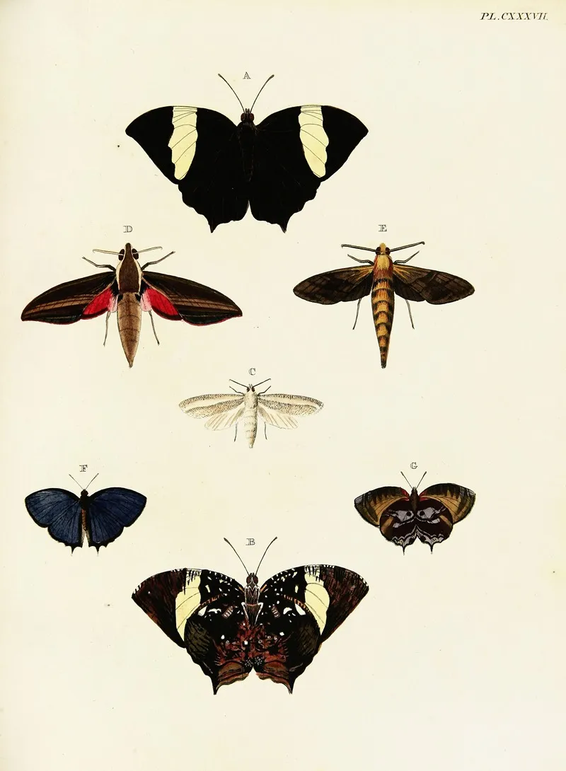 Foreign Butterflies Occurring In The Three Continents Asia Africa And America Pl 384 by Pieter Cramer - Canvas Print