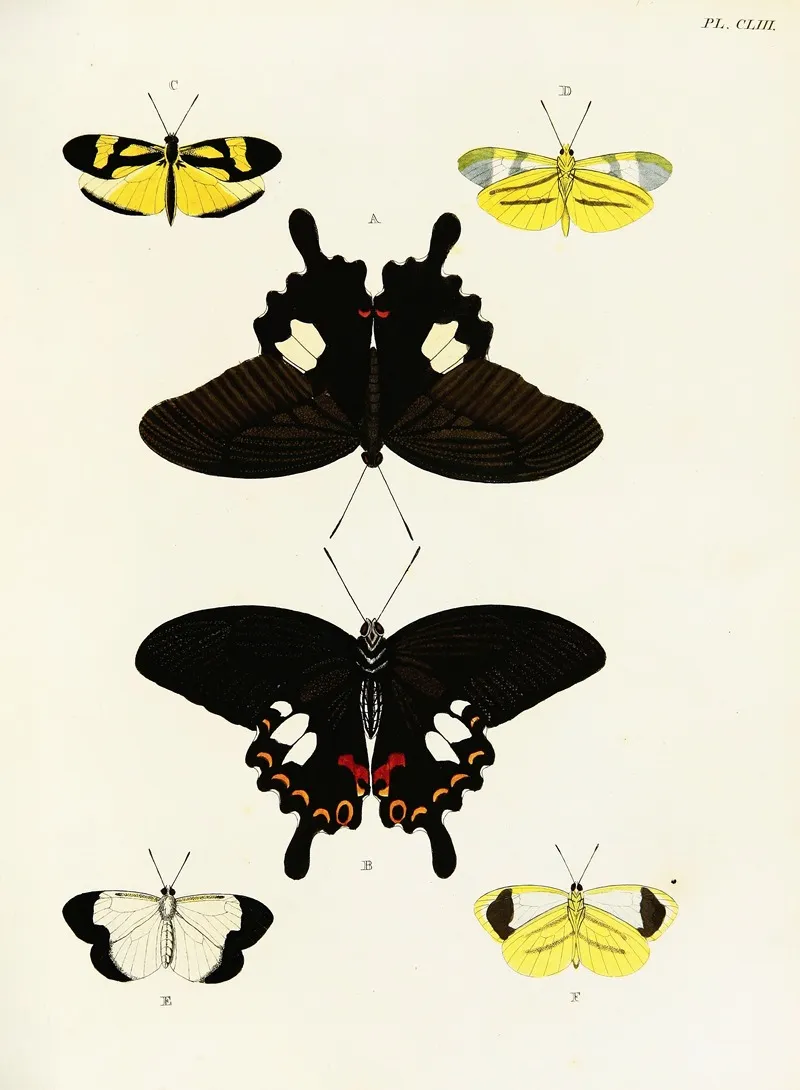 Foreign Butterflies Occurring In The Three Continents Asia Africa And America Pl 400 by Pieter Cramer - Canvas Print