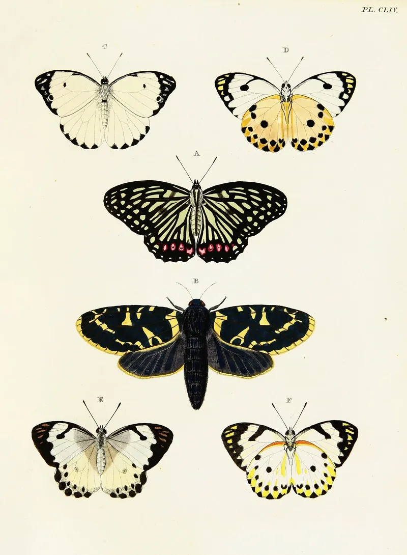 Foreign Butterflies Occurring In The Three Continents Asia Africa And America Pl 401 by Pieter Cramer - Canvas Print