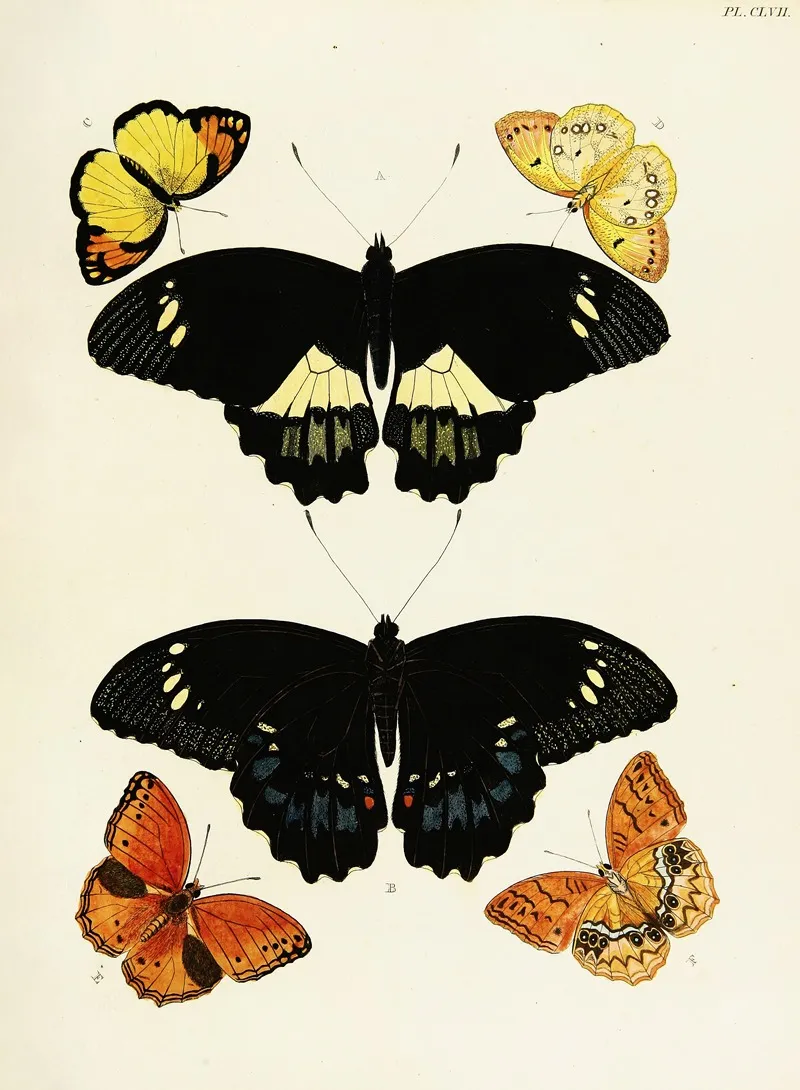 Foreign Butterflies Occurring In The Three Continents Asia Africa And America Pl 404 by Pieter Cramer - Canvas Print