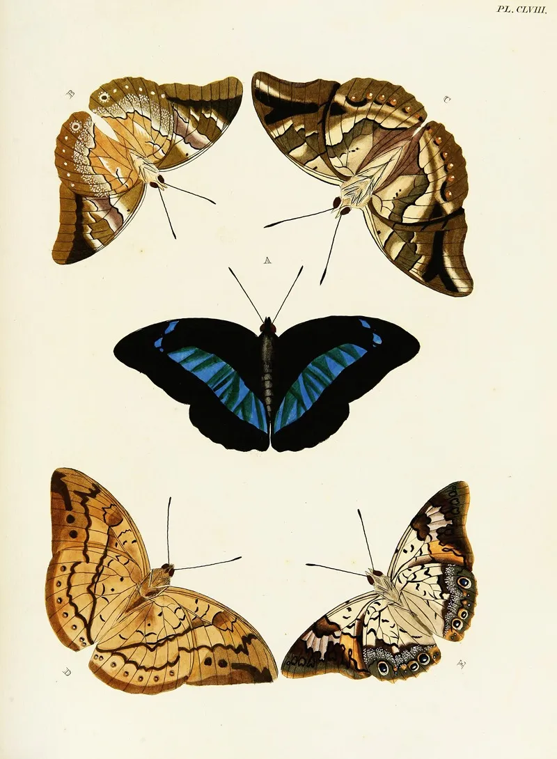 Foreign Butterflies Occurring In The Three Continents Asia Africa And America Pl 405 by Pieter Cramer - Canvas Print