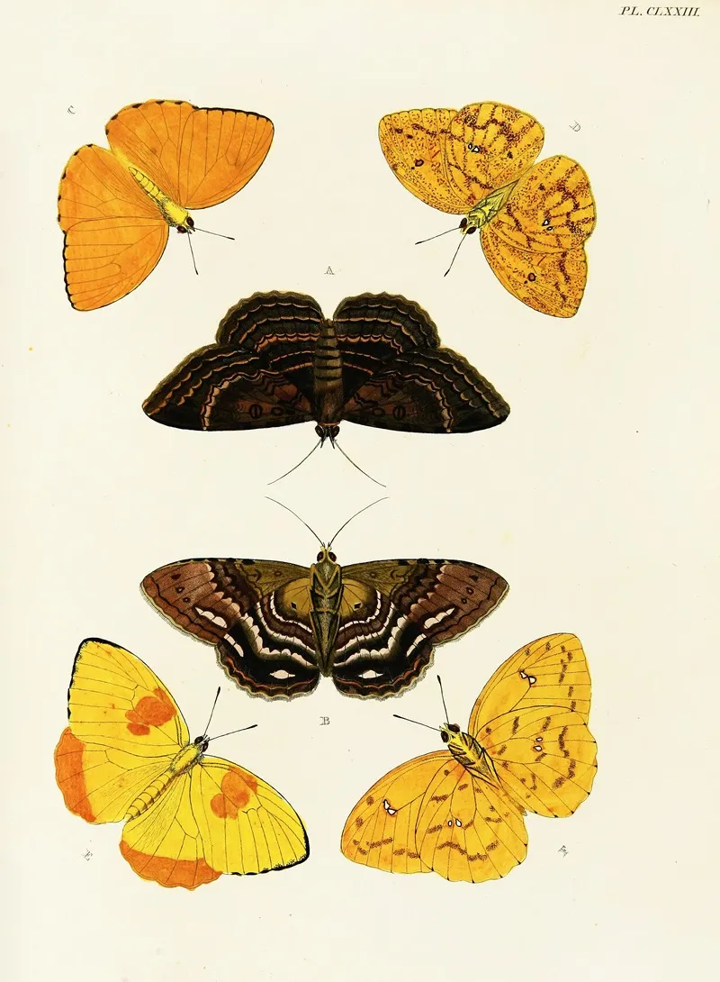 Foreign Butterflies Occurring In The Three Continents Asia Africa And America Pl 420 by Pieter Cramer - Canvas Print