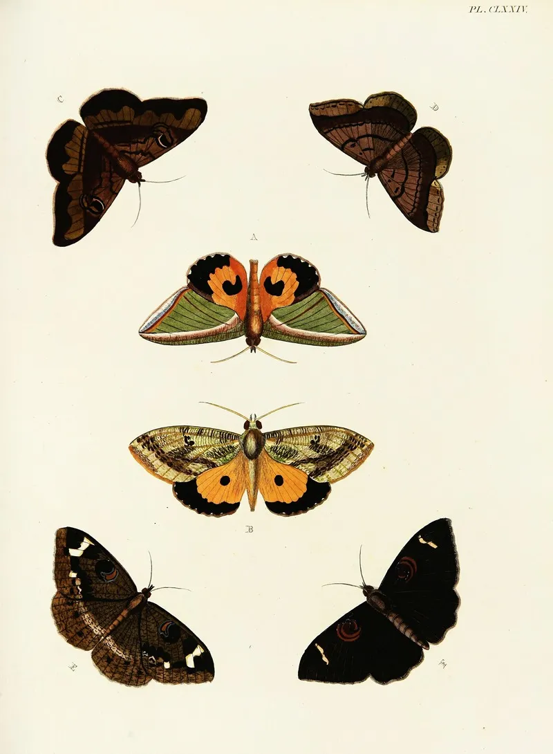 Foreign Butterflies Occurring In The Three Continents Asia Africa And America Pl 421 by Pieter Cramer - Canvas Print